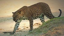Special Half Day Yala Safari with Guide