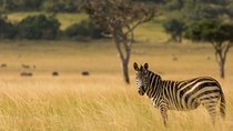 6 Days Safaris to Amboseli N/P, Lake Naivasha and Maasai Mara N/R.