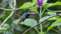 4-Day Manu Jungle Trip from Cusco