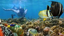 Dolphin watching and Snorkeling at Mnemba Atoll - Private Tour