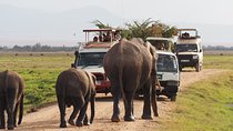 3-Day Masai Mara Safari (Mid-Range Accommodation)
