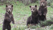 Grand Teton National Park - PRIVATE Full-Day Tour from Jackson Hole