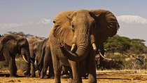 3 Days Masai Mara Encounters-Lodge Safari with Private 4X4 JEEP