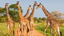 6 Days Masai Mara, Lake Nakuru & Amboseli-Ultimate Kenyan Safari