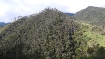 Shared Carbonera Tour - Sanctuary of the Wax Palm