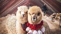 7 Colors Mountain Tour: Explore the Magic of Vinicunca in 1 Day