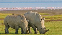 4 Days, 3 Nights Safari – Lake Nakuru and Maasai Mara Safari