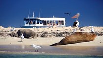 Dolphin, Sea Lion and Penguin Island Cruise