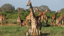 2 DAYS TSAVO EAST SENTRIM CAMP (Cost Based on Minimum 2 persons)