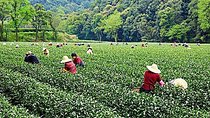 Half-Day Hangzhou Nature Explore with Green Tea Village and Yunxi Bamboo Forest