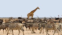 Etosha Express Safari 3 Days / 2 Nights 