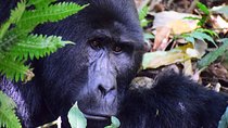 7 Days Gorilla and Queen Elizabeth Park Safari