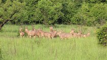 Ghanian adventure safari 8 Days 7 Nights( comfort plus)