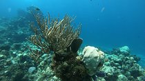 Nature Snorkel Experience in Cozumel! Round Transportation