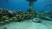 Cozumel Awesome Snorkel Experience! Round Transportation & Adventure