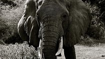  Explore to Tarangire, Ngorongoro Crater and Lake Manyara for 2 Days( Basic)