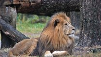 3 Days 2 Nights Adventure in Ngorongoro and lake Manyara (Comfort)