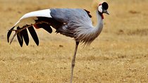 3 Days 2 Nights adventure in Ngorongoro and Lake Manyara (Comfort plus)
