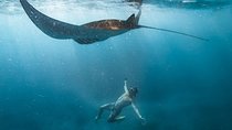 Nusa penida senorkeling with Manta