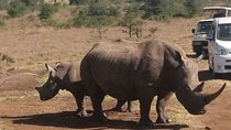Nairobi National Park & Carnivore Restaurant Lunch or Dinner Guided Day Tour