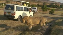 Nairobi National Park, Giraffe Center & National Museum Guided Tour