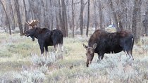 Grand Teton National Park - PRIVATE Sunset Tour from Jackson Hole