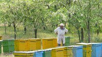 Bees Adventure in Romania - Private Day Trip from Bucharest