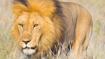 5 Days Lodge Safari.