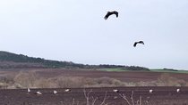 Private Birdwatching at any of the 3 Unique Spots from Sofia
