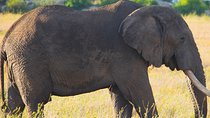 7 Days Lodge Safari.