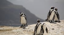 Full Day Table Mountain, Cape Peninsula & Constantia Winelands 