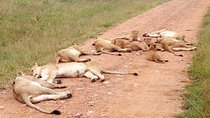7 Days Maasai Mara, Lakes Nakuru, Naivasha & Amboseli Group Tour