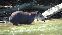 Corcovado Deluxe & Arenal Volcano Expedition 8D/7N Vacation Package