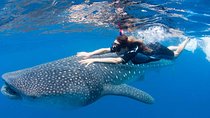 Whale Shark from Cancun, Riviera Maya and Tulum All Inclusive