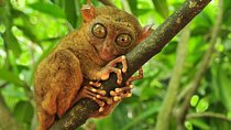 Full Day Bohol Highlights from Cebu