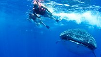 Private Whale Shark All Inclusive Experience 