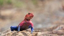 8 Days Safari to Maasai Mara,Lake Naivasha, Amboseli, Tsavo West East , Mombasa