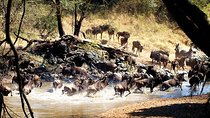 4 Days Private Serengeti Camping safari For 4 Pax