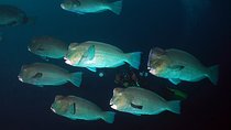 Scuba Diving at Tulamben USAT Liberty Wreck