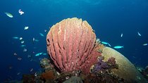 Snorkeling at Tulamben USAT Liberty Wreck