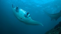 Snorkelling with Manta Rays