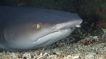 Scuba Diving at Padangbai: Shark Point and Blue Lagoon