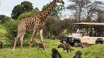 Cape Town - Overnight Best of Inverdoorn Safari Game Reserve 