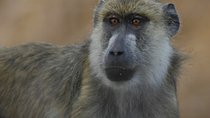 Wild Wonders: 3-Day Mikumi Safari and Udzungwa Mountains Trek
