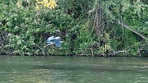 Frankfurt - Mainz Premium Day Trip by Boat with Sightseeing & Wildlife, F&B