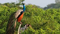 Once-in-a-lifetime Experience in Sri Lanka - 8 Days