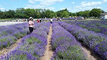 Full-Day Highlights of Prince Edward County Private Tour 