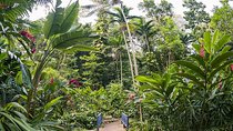 Private Transfer to Konoko Falls Botanical Gardens