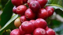  5 Days Traditional Coffee Zone