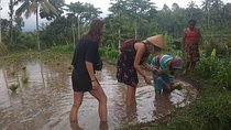 Private Walking Tour in the Tetebatu Village